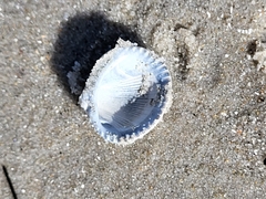 Lunarca ovalis
