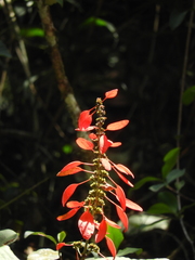 Warszewiczia coccinea