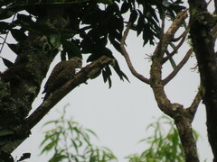 Dryobates spilogaster