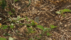 Hemiargus hanno