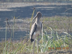 Mycteria leucocephala