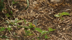 Hemiargus hanno