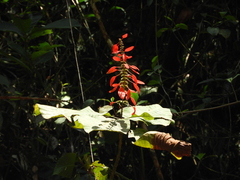 Warszewiczia coccinea