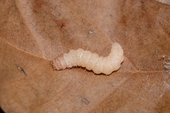 Antaeotricha
