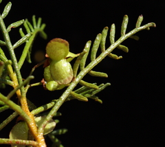 Dodonaea inaequifolia