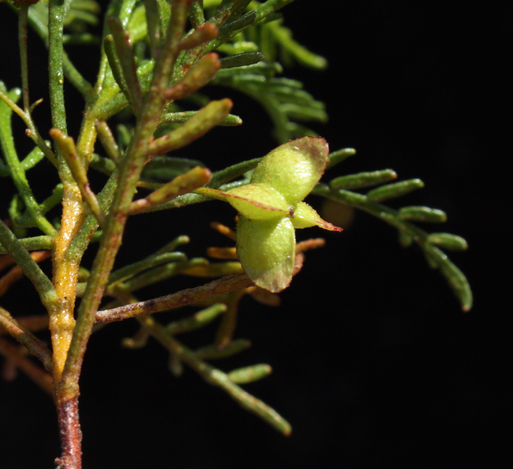Dodonaea inaequifolia