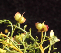 Dodonaea inaequifolia