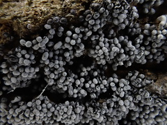 Badhamia utricularis