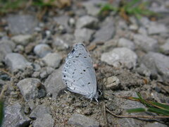 Celastrina neglecta