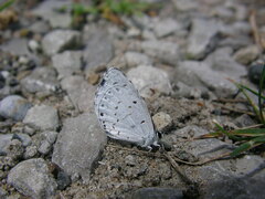 Celastrina neglecta