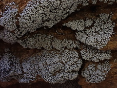 Badhamia utricularis