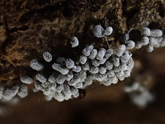 Badhamia utricularis