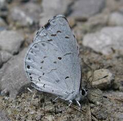 Celastrina neglecta