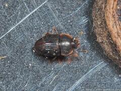 Stelidota octomaculata