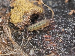 Isotomurus palustris