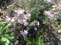 Podalyria variabilis