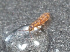 Isotomurus palustris