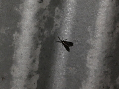 Uranophora terminalis