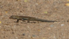 Pholidoscelis exsul