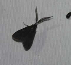 Pollanisus lithopastus