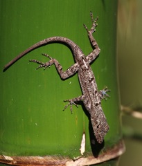 Anolis stratulus