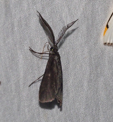 Pollanisus lithopastus