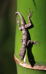 Anolis stratulus