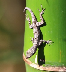 Anolis stratulus