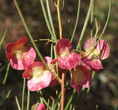 Dodonaea rigida
