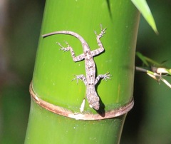 Anolis stratulus