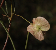 Dodonaea rigida