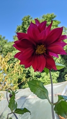 Dahlia pinnata