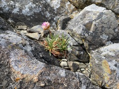 Armeria maritima californica