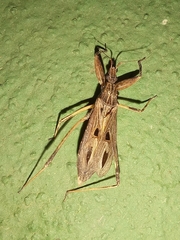 Diaditus latulus
