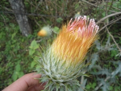 Cirsium subcoriaceum