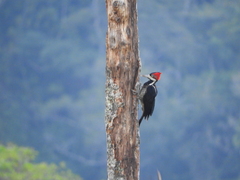 Campephilus melanoleucos