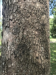 Corymbia tessellaris