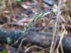 Lestes australis