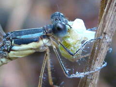 Lestes australis