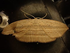 Epiphryne verriculata