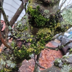 Candelariella efflorescens