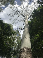 Corymbia tessellaris