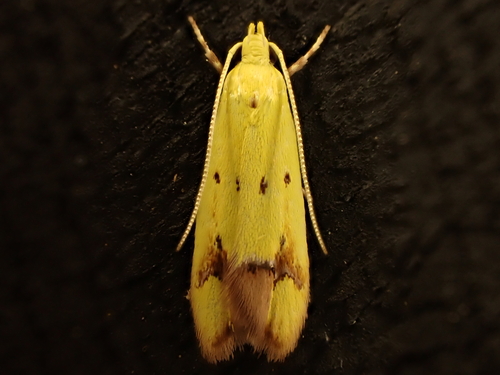 Gymnobathra flavidella (Walker, 1864)