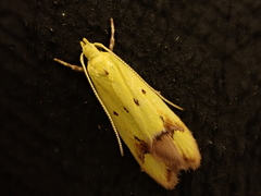 Gymnobathra flavidella