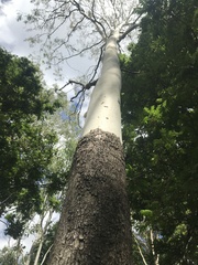 Corymbia tessellaris