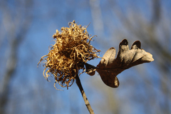 Andricus caputmedusae