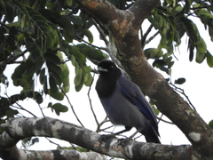 Cyanocorax violaceus