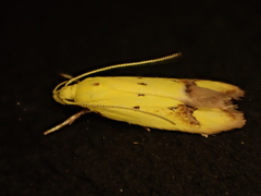 Gymnobathra flavidella