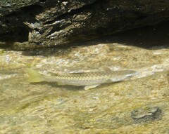 Ellochelon vaigiensis
