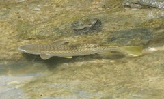 Ellochelon vaigiensis